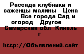 Рассада клубники и саженцы малины › Цена ­ 10 - Все города Сад и огород » Другое   . Самарская обл.,Кинель г.